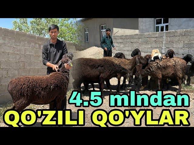 Porno filmlar Diablo qahramonlar