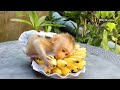 Super Hungry| Moly Very Surprise| Cute Moly Laying And Hug Banana, Moly Morning Routine