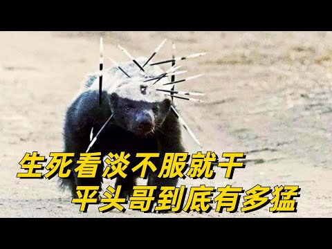巨蟒毒蛇当辣条，把狮子咬的满脸血，非洲恶霸平头哥到底有多猛？