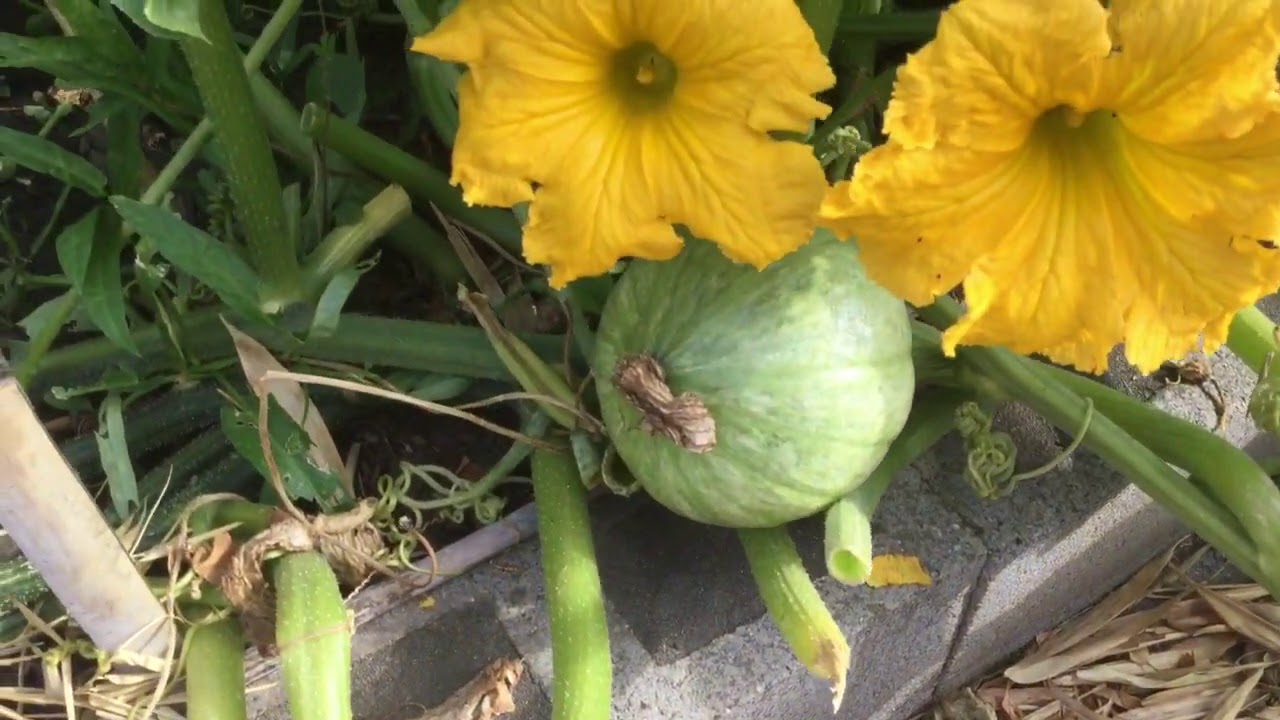 我后院的栗子南瓜与唐人葫芦南瓜 Youtube