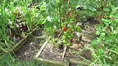 Harvesting My Fall Planted Garlic: Plant in the Fall & Harvest in June