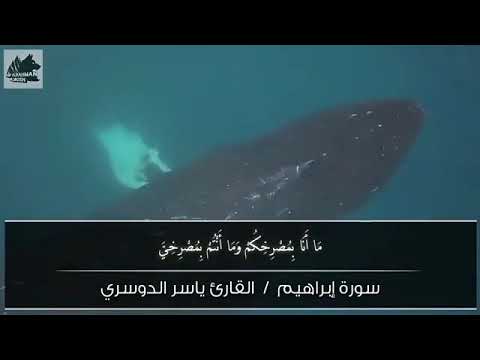 الشيخ ياسر الدوسري فلا تلوموني ولوموا انفسكم Quran ڕێگای ئیسلام