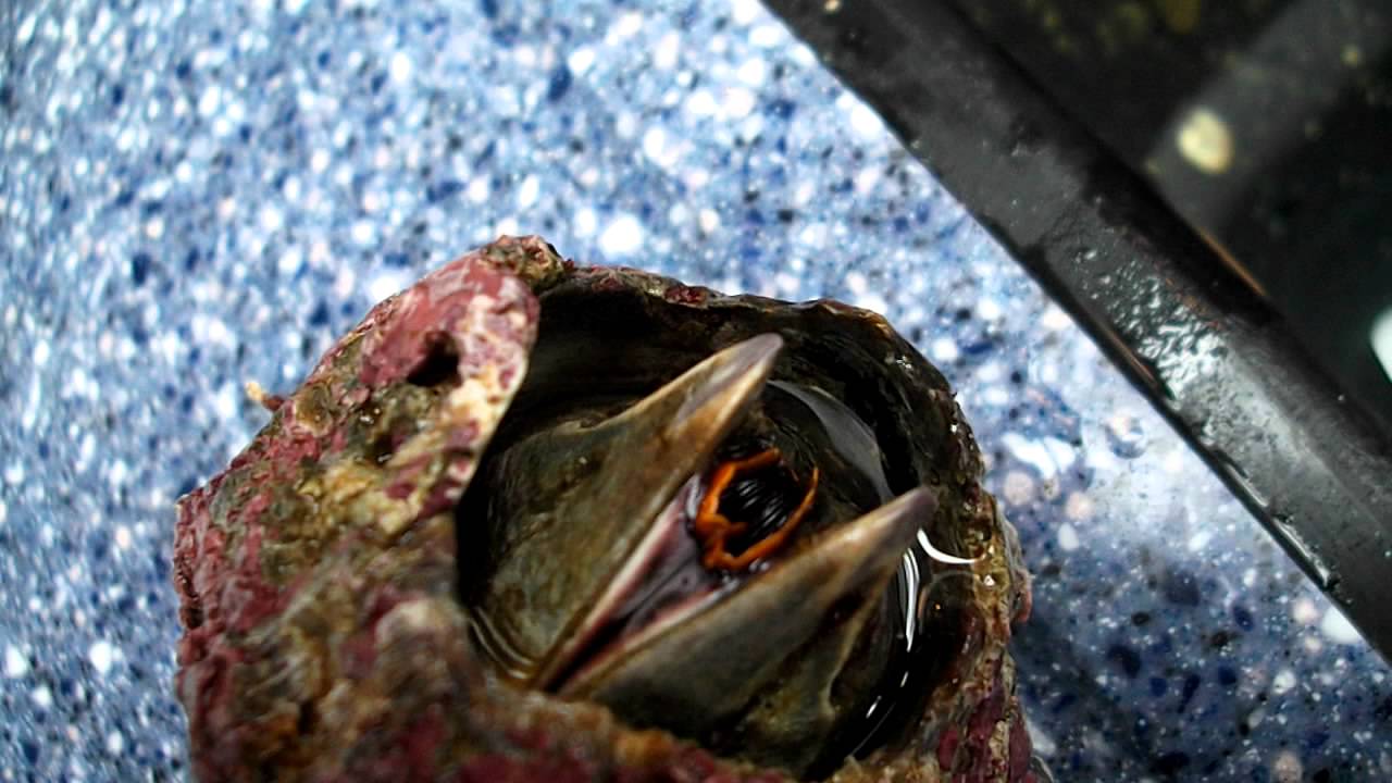 barnacles are creepy youtube