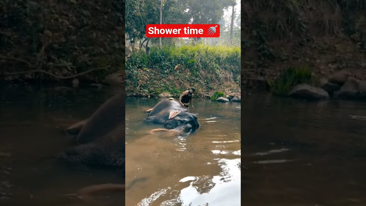 shower time shower🚿 ⏰ 