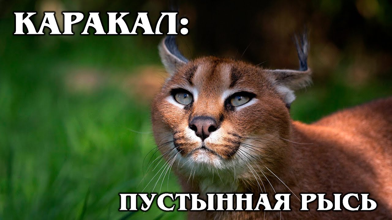 Каракал: Степная Рысь | Интересные факты про каракалов
