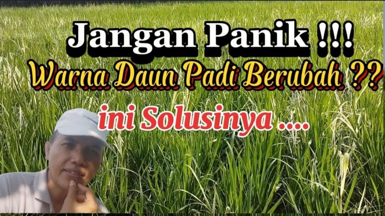 Solusinya Misteri Perubahan Warna Daun Padi‼️Gejala, Penyebab, dan Solusinya ...