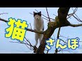 とある猫と畑を散歩する