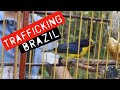 Reintroducing Brazilian Birds Rescued from Trafficking!