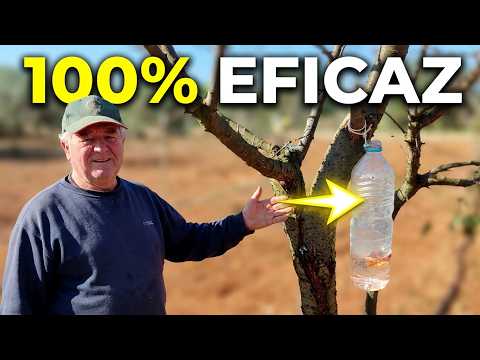 How to Eliminate Gummosis in Fruit Trees (Easy and Inexpensive)