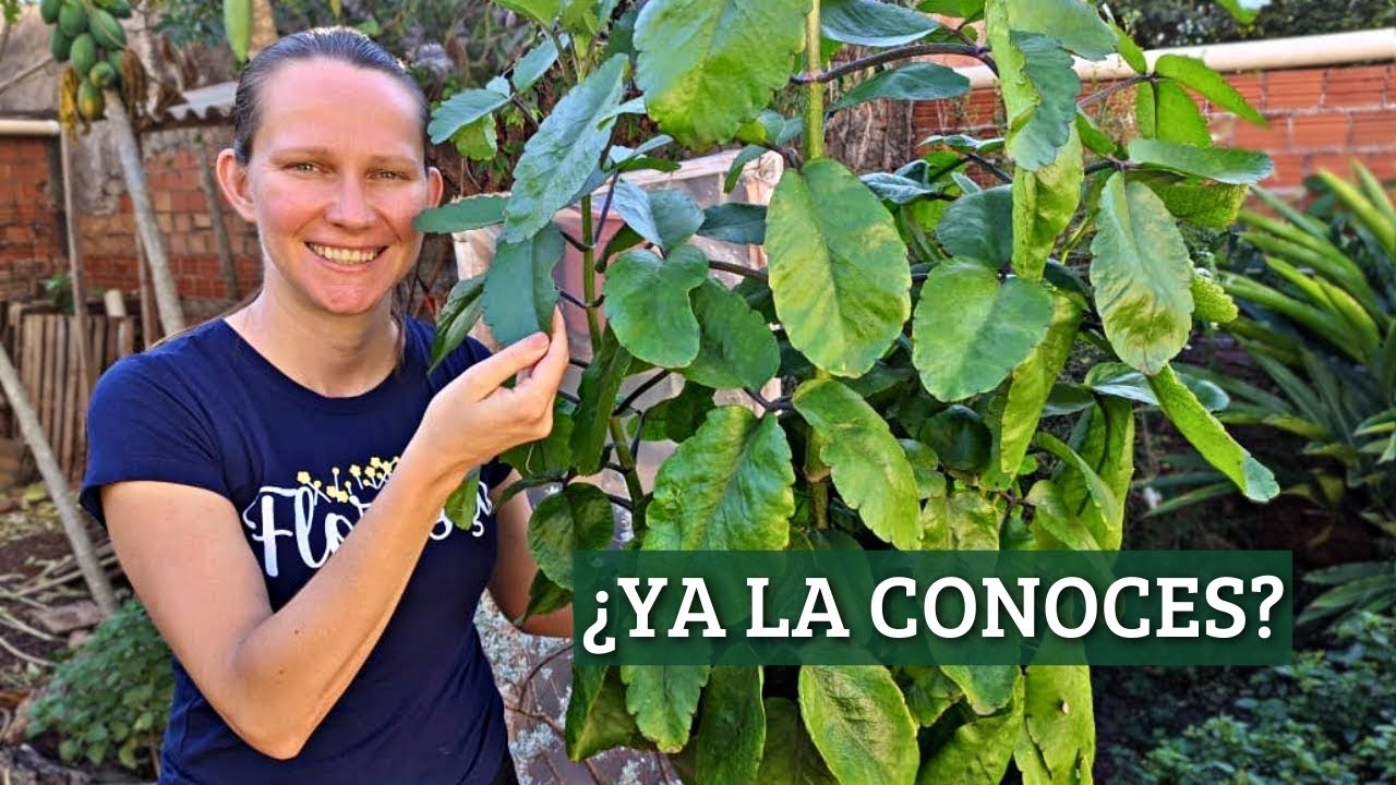 La Planta que Puede Revolucionar tu Salud: Descubre el Secreto del Saião.