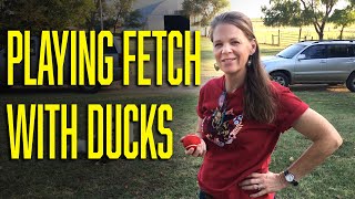 Playing Fetch With the Ducks... kind of by Chick-a-Woof Ranch 978 views 3 years ago 2 minutes, 7 seconds