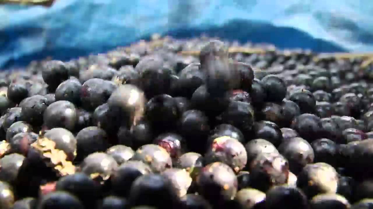 A produção de frutas silvestres em CarauariAM YouTube A produção de frutas silvestres em CarauariAM YouTube