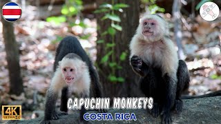 CAPUCHIN MONKEYS IN COSTA RICA. Where to See Capuchin Monkeys near the Riu Guanacaste Resort.