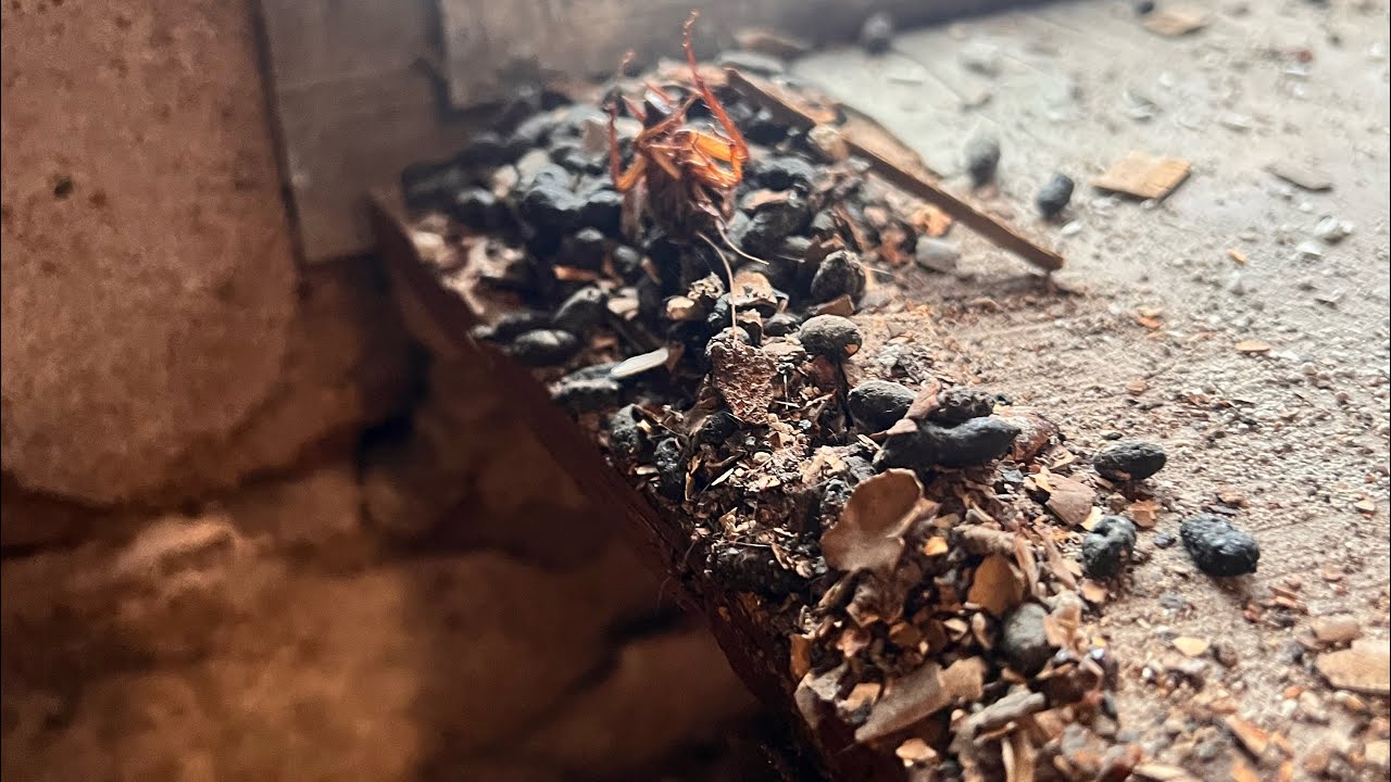 Rodent issues caused for A New wall with metal studs. 