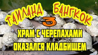 3 Я в шоке! Это не просто пруд с черепахами -это кладбище !!! Таиланд Бангкок