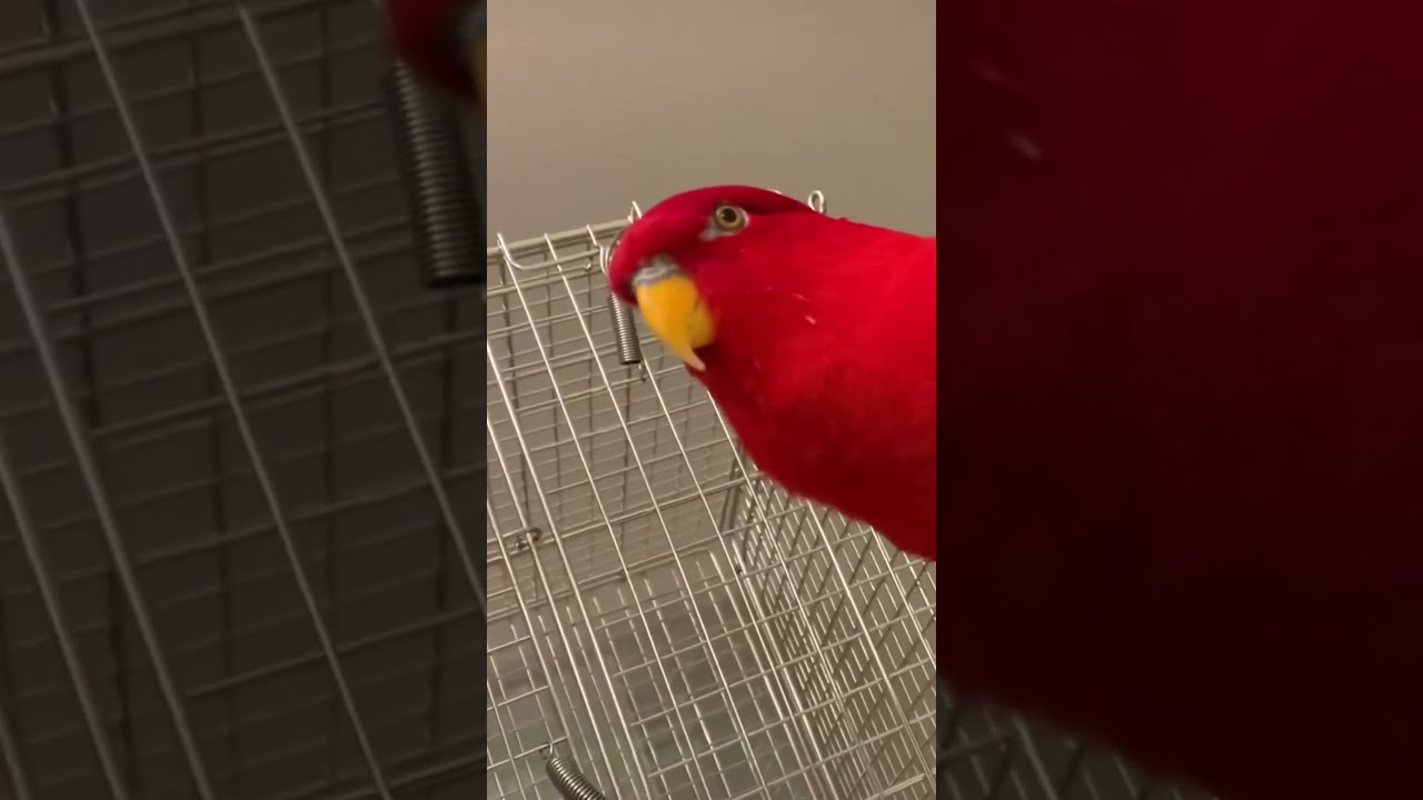 Wuewuewuewuewue X 4 You 