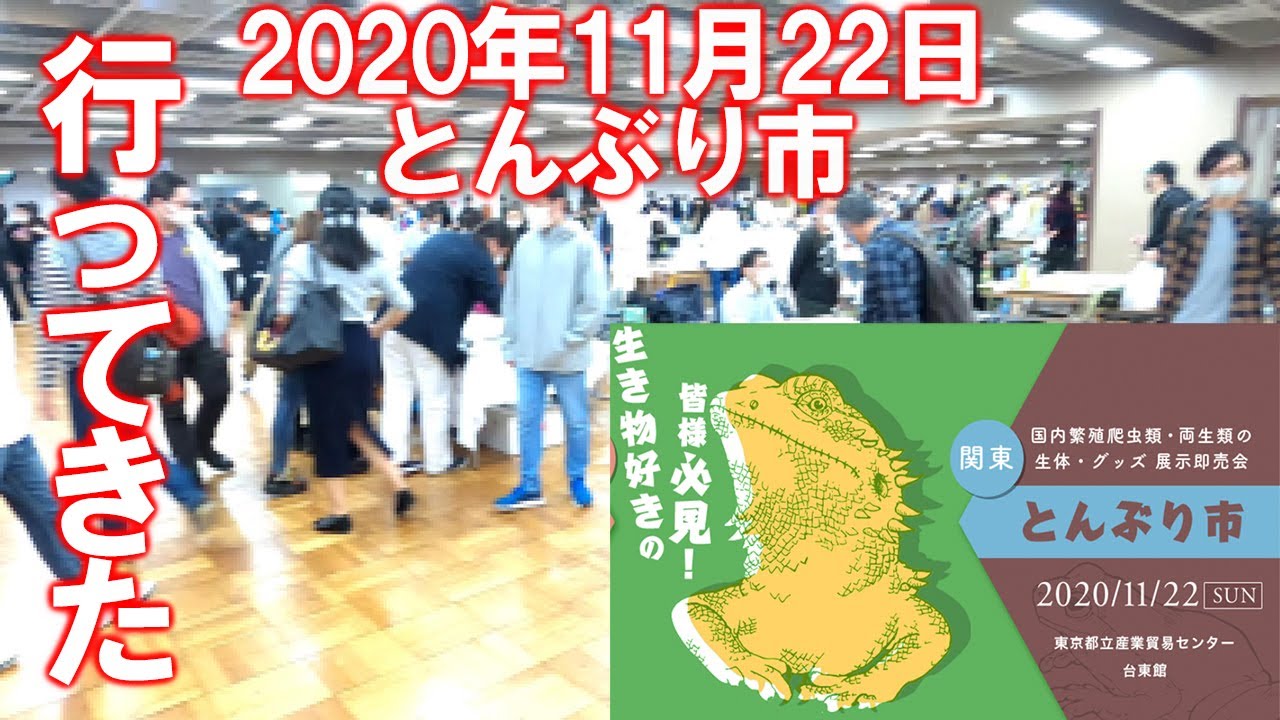 60分でチケット完売 激アツ爬虫類イベントのとんぶり市に行ってきた イベントレビュー Youtube
