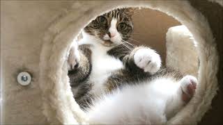 Inside Cat Tree And Tickling Big Belly by Krzysztof Smejlis 706 views 1 year ago 2 minutes, 12 seconds