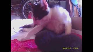 Fenesi Péter - Morgó Cica