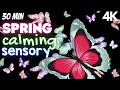 4k-Autism Calming Sensory Relaxing Butterfly Visuals