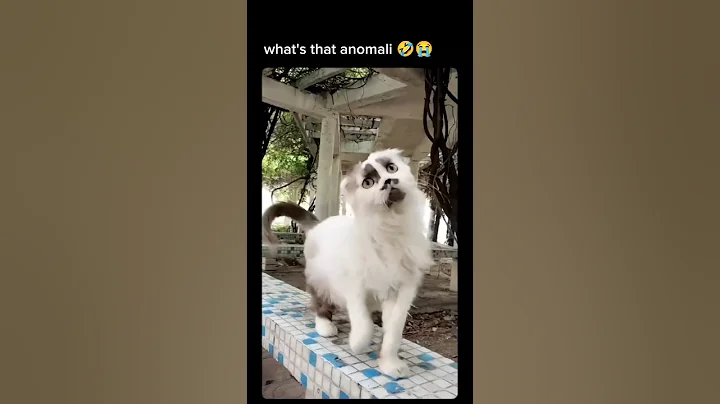 brainrotCats? 😂 #cats #funnycats #funny #funnyshorts #funnyvideo #brainrot #meme #cat #ytshorts