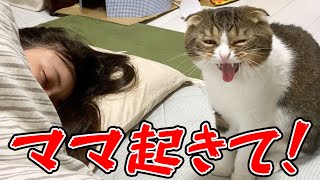 A cat who talks because he wants his sleeping Mama to wake up.