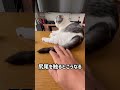 尻尾の動きが尋常じゃないくらい速い#1