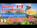 Canada Farm Worker 2021 | Agriculture Jobs in CANADA | NO IELTS Needed | SL TO UK