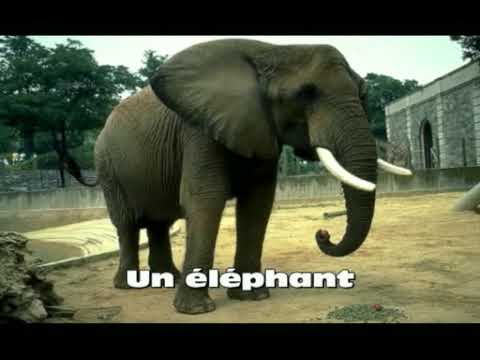 VOCABULARIO DE ANIMALES EN FRANCES