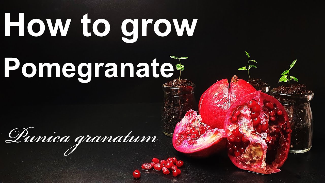 How to grow Pomegranate from seed｜Your own Pomegranate tree｜How to grow ...