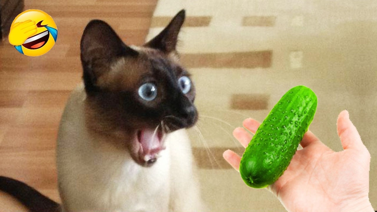笑ったら負け！😅 2026年版 おもしろい猫と犬 😻🐶