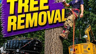Super Dead Oak Trees | Sketchy Tree Removal - From Start To Finish! Wealth