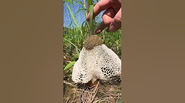 Surah Ar-Rahman, the 55th chapter of the Quran,