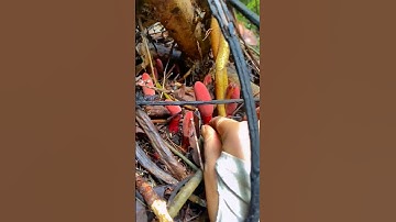 Siêu phẩm nấm ngọc cẩu rừng, chỗ bạn có không? #shortvideo #nature #sieupham #xuhuong #videoshort