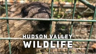 Hudson Valley Baby Woodchuck