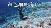 地中海的紅珊瑚危機 國家地理 雜誌 Youtube 地中海的紅珊瑚危機 國家地理 雜誌 Youtube