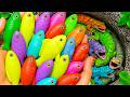 WOW! Catching Rare Colorful Fish in Giant Dinosaur Eggs 🦖🥚🐠Koi,Tiger Tetra, Goldfish,Eel,Tiny Turtle