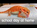 School Day at Home With Your Pets