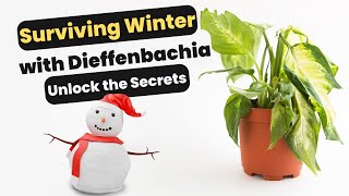Winter Care Of Dieffenbachia Unlock The Secrets To Keeping Your Dumb Cane Happy And Healthy