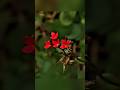 Creative flower photography 🌺🌿 | Mobile tips &amp; tricks with phone using pro mode 📸📱#shorts #flowers
