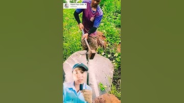 bất ngờ trước cách chẻ đá điêu luyện của anh chàng này #shorts