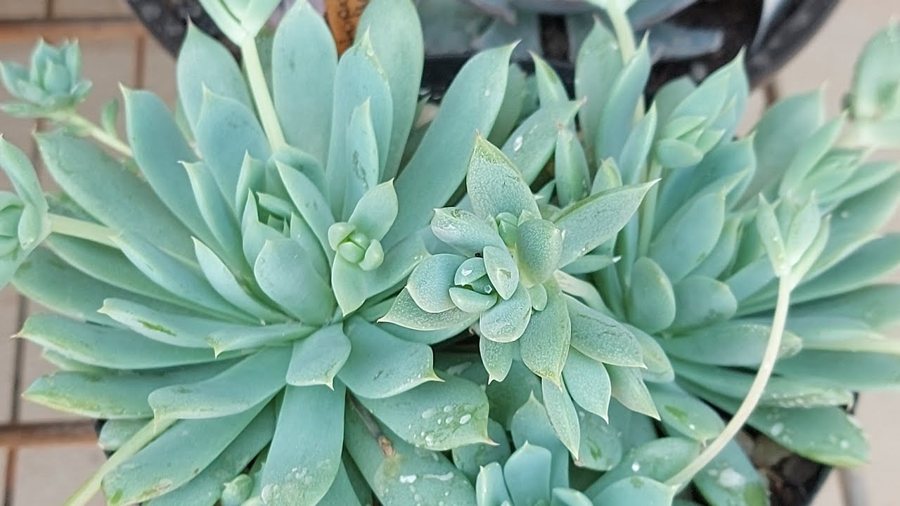 Ep19- 20 Suculentas que dão 