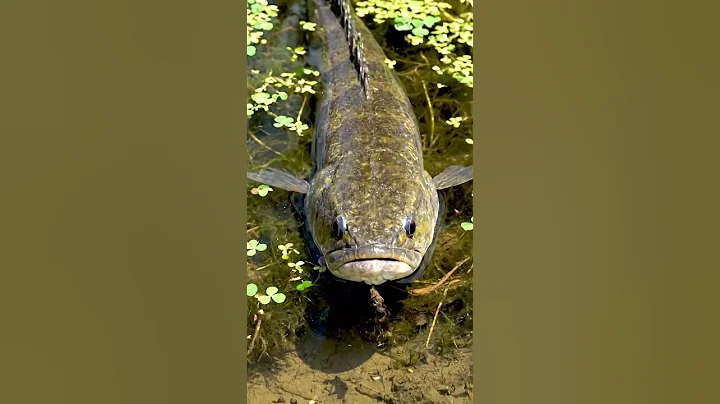 🎣🐟 Countryside Fish Life REVEALED! You Won't Believe This! 🤯 #fishing #countrylife thumbnail