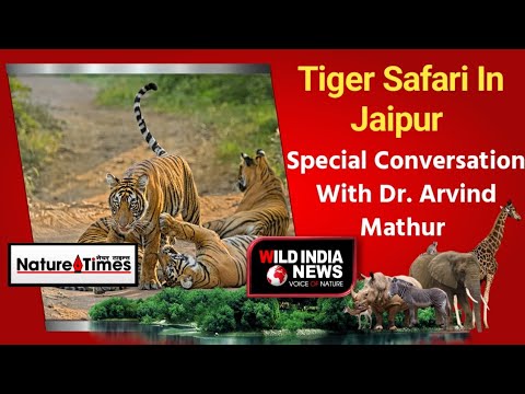 Tiger Safari In Jaipur | Special Conversation With Dr. Arvind Mathur # ...