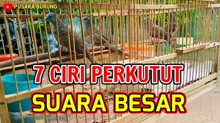 7 CIRI PERKUTUT SUARA BESAR