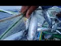 One hundred 50 kilos tulingan part2 #fishing #tulingan #jacksonvlogofficial  #adventures