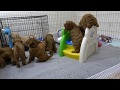 Labradoodle puppies playing