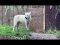 今までありがとう　安らかに　ホッキョクオオカミの遠吠え　サンナちゃん　那須どうぶつ王国　