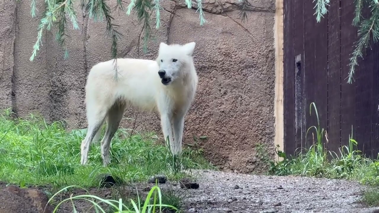 今までありがとう　安らかに　ホッキョクオオカミの遠吠え　サンナちゃん　那須どうぶつ王国　