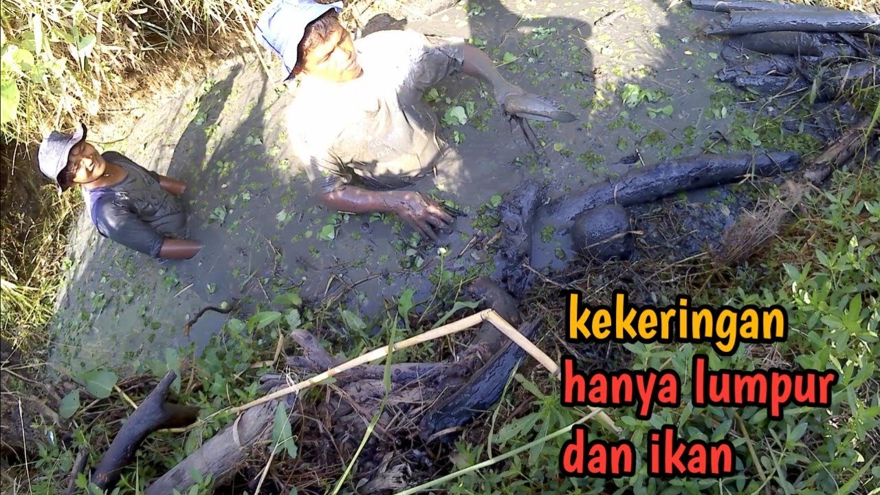 rawa surut yang tersisa tinggal lumpur dan ikan - YouTube
